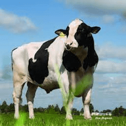 Cattle Memory Match - Memory educational game